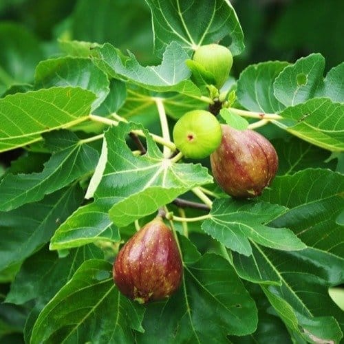 [Plants Glory] Alltimer Fig Grafted Fruit Plant
