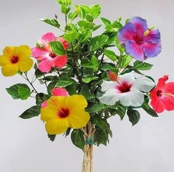[Plants Glory] Multigrafted Hibiscus Flower Plant (10 Colours)