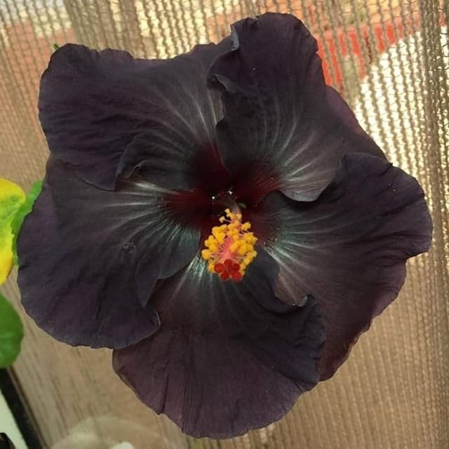 [Plants Glory] Exotic Black Colour Grafted Hibiscus Flower Plant