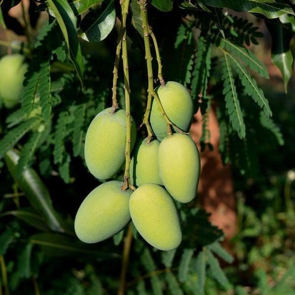 [Plants Glory] Dasheri Mango Grafted Fruit Plant