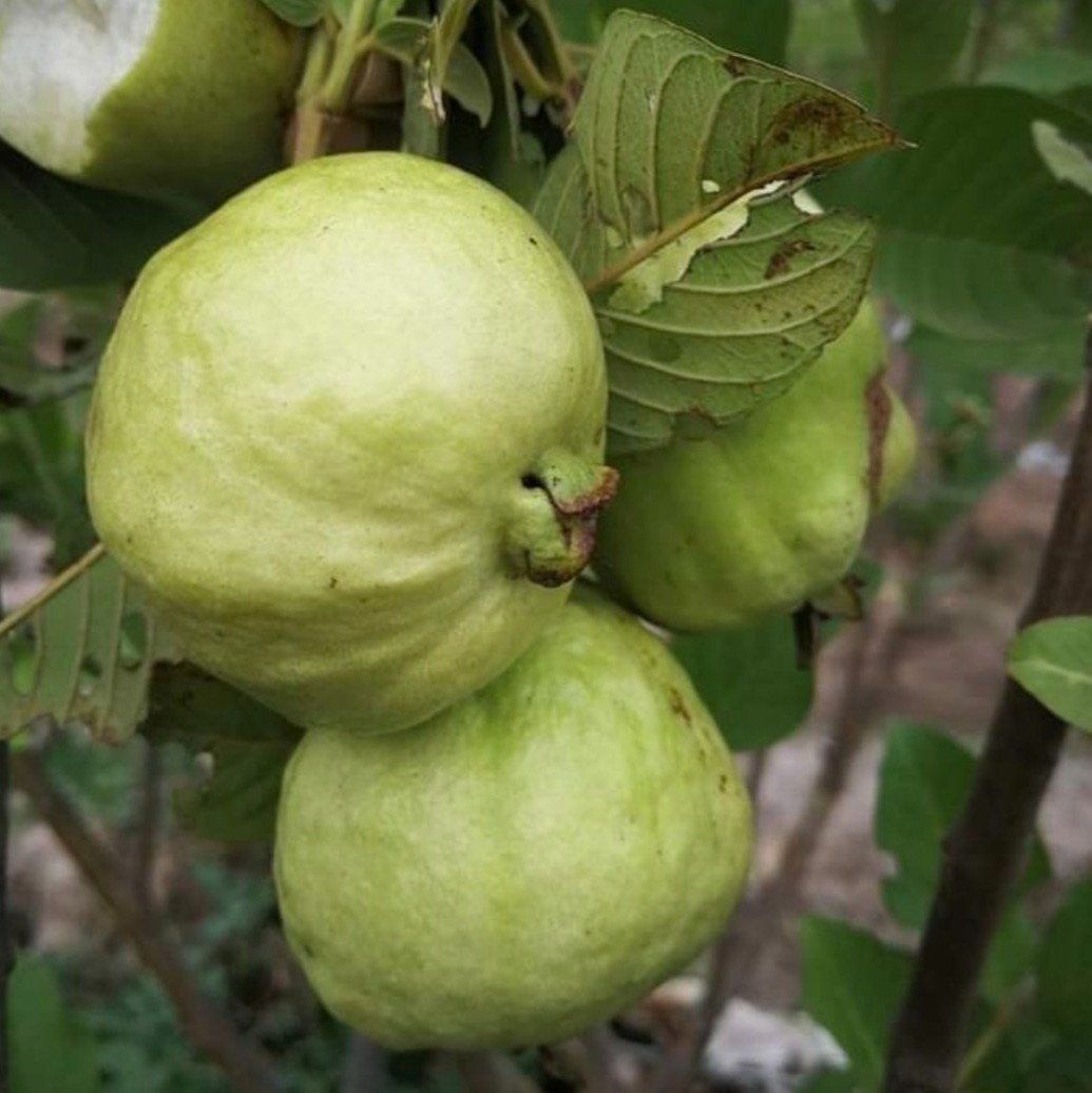 [Plants Glory] Golden-8 Gauva | Grafted & Hybrid Fruit Plant
