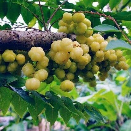 [Plants Glory] Star Gooseberry Amla Grafted & Hybrid Fruit Plant