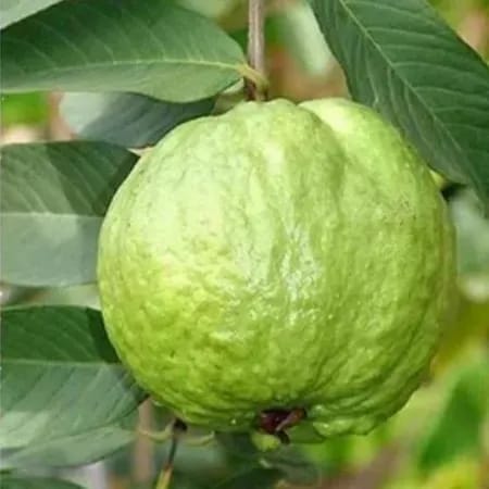 [Plants Glory] Tha-5 Gauva | Grafted & Hybrid Fruit Plant