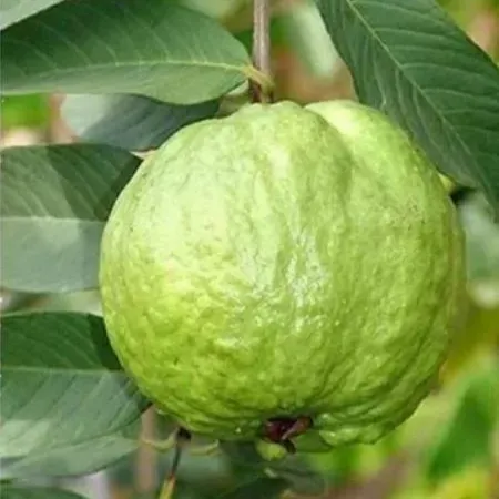 [Plants Glory] Tha-5 Gauva | Grafted & Hybrid Fruit Plant