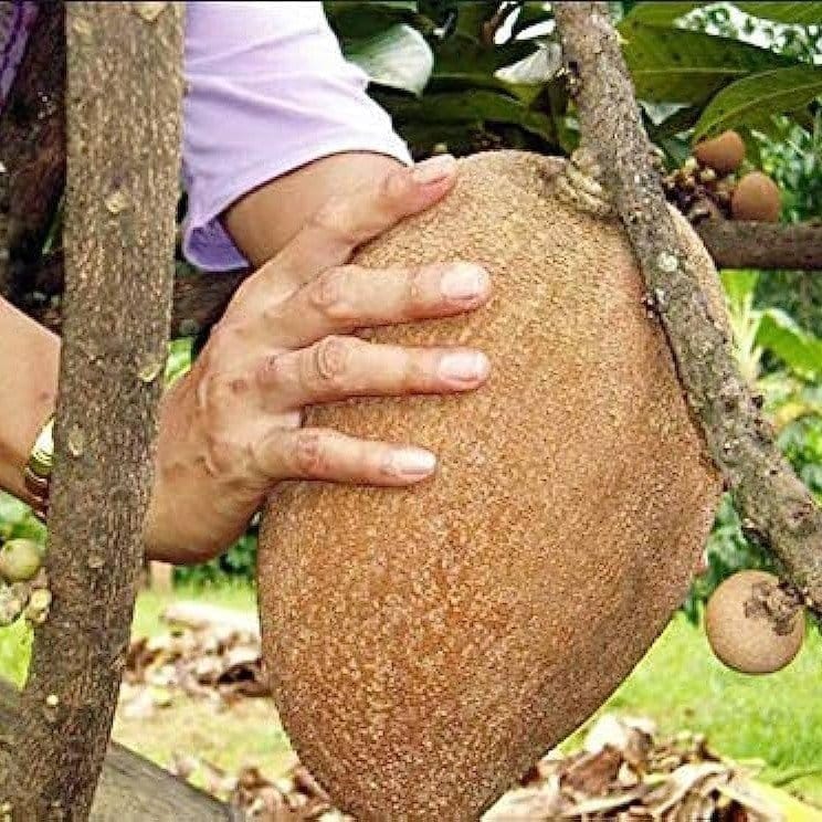 [Plants Glory] Maxican Chikoo | Grafted Fruit Plant