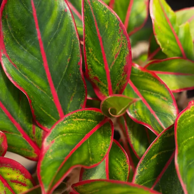 [Plants Glory] Red Lipistick Aglonema Live Indoor Plant