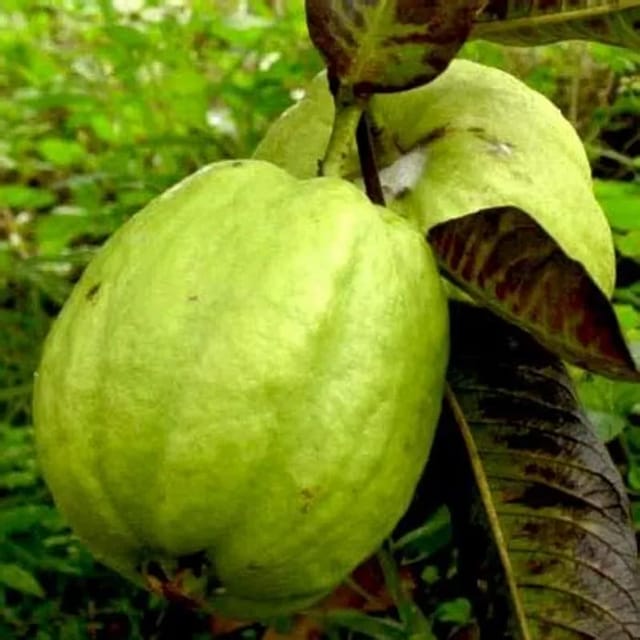 [Plants Glory] Lucknow49 Gauva | Grafted & Hybrid Fruit Plant