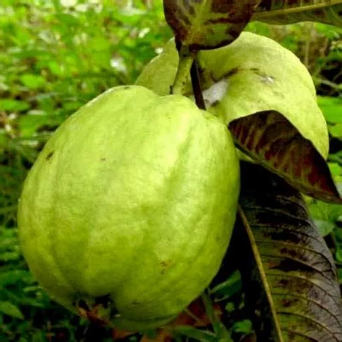 [Plants Glory] Lucknow49 Gauva | Grafted & Hybrid Fruit Plant