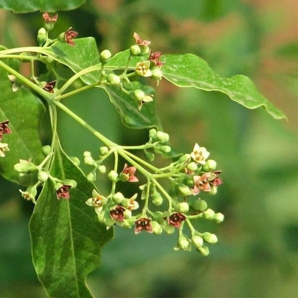 [Plants Glory] Sandalwood Chandan Live Plant Red