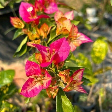 [Plants Glory] Sufia Indiana Bougainvellia Flower Plant