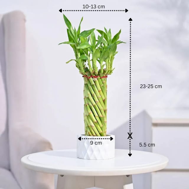 [Plants Glory] Lucky Wheel Bumboo Live Plant