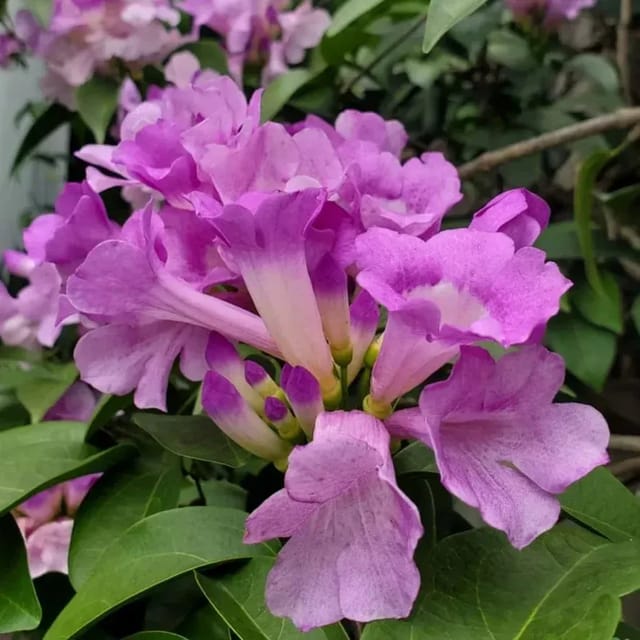 [Plants Glory] Garlic Vine Flower Plant