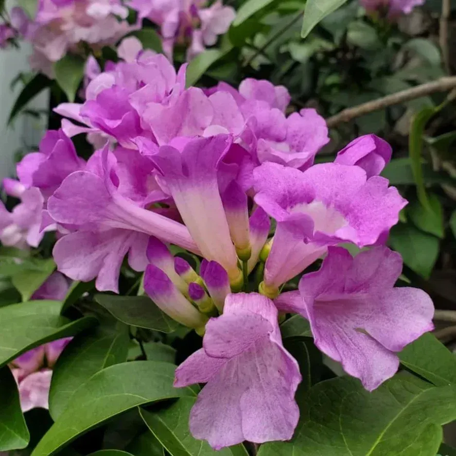 [Plants Glory] Garlic Vine Flower Plant