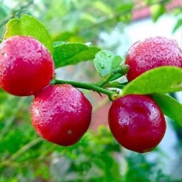 [Plants Glory] Red Pati Lemon Grafted & Hybrid Fruit Plant