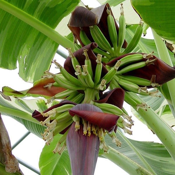 [Plants Glory] Verigated Banana Fruit Plant
