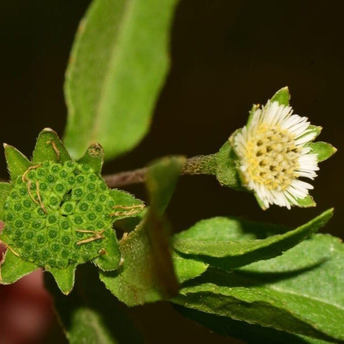 [Plants Glory] Bhringraj Herbal & Mediclinal Plant