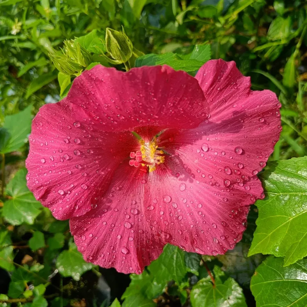 [Plants Glory] Land Lotus Flower Plant Red