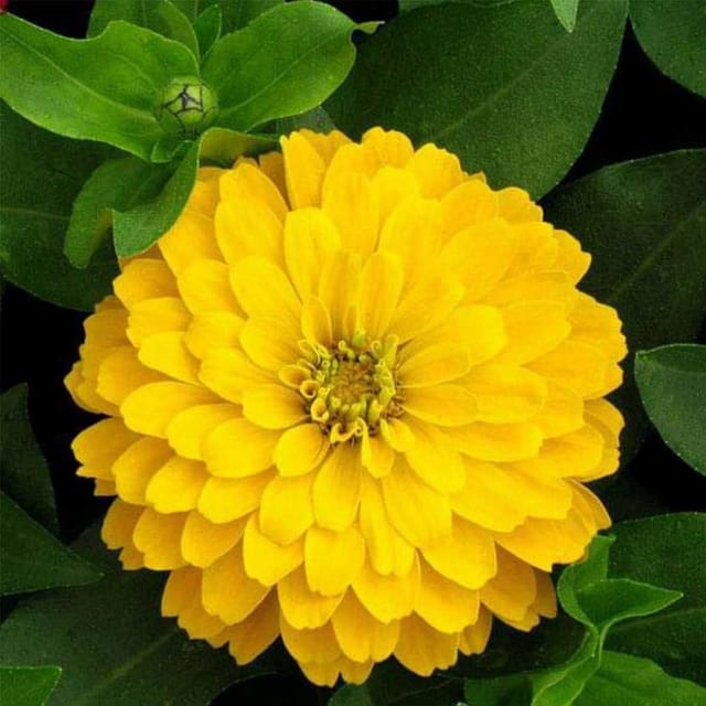 [Plants Glory] Zinnia Flower Plant Yellow