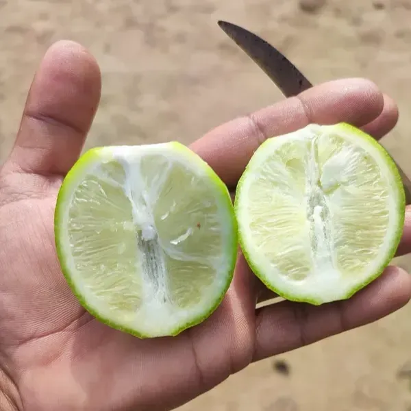 [Plants Glory] Seedless Lemon Grafted & Hybrid Fruit Plant