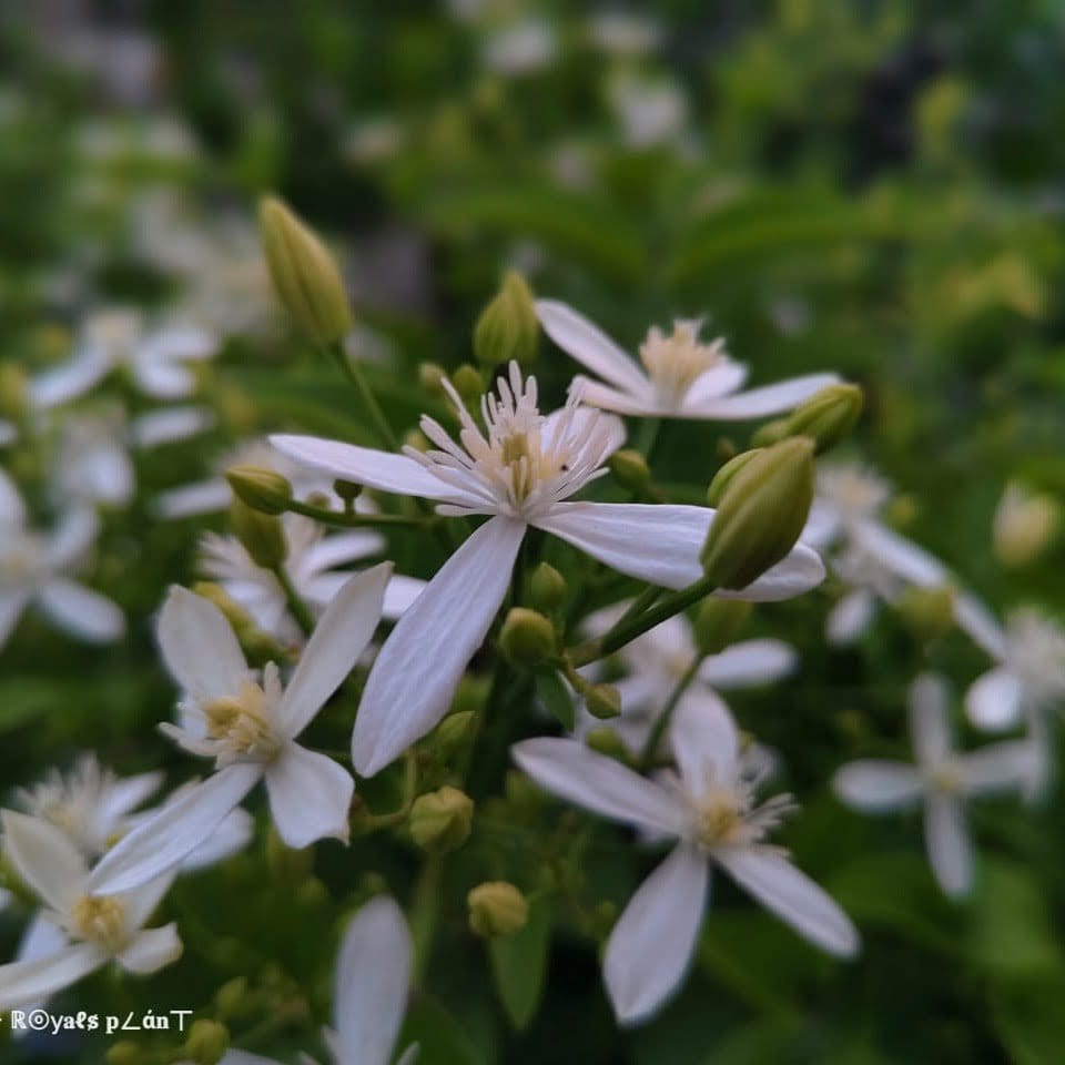 [Plants Glory] Aromatic Jui | Jasmine Flower Plant White