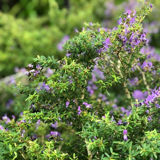 [Plants Glory] Blue Bell Bonsai Plant