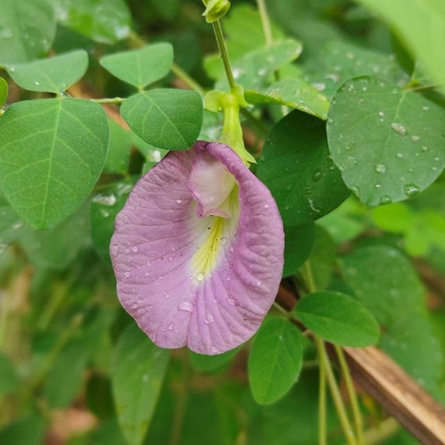[Plants Glory] Aparajita Flower Plant Pink