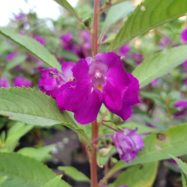 [Plants Glory] Impatiens Balsamina Dopati Purple Purple