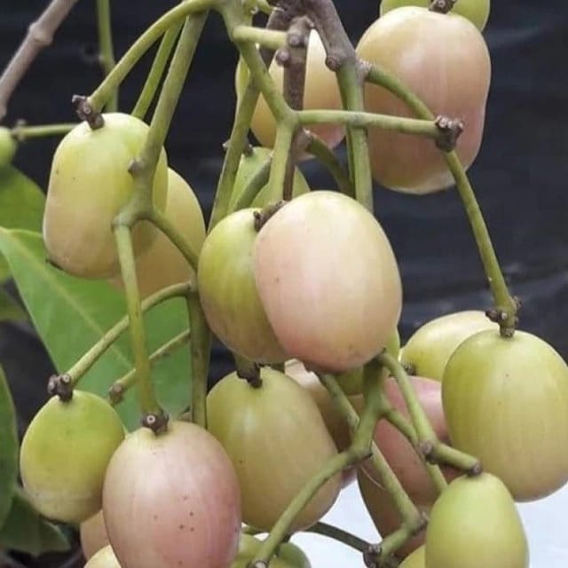[Plants Glory] Thai Variety white Jamun Grafted & Hybrid Fruit Plant