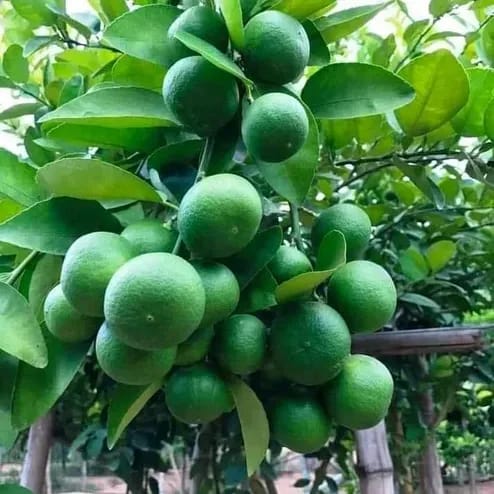 [Plants Glory] Pakistani Malta Grafted & Hybrid Fruit Plant