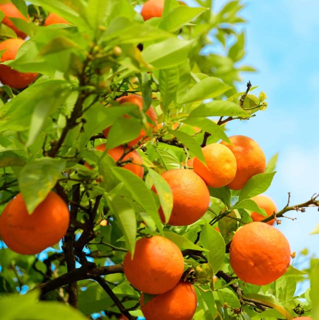 [Plants Glory] Jaffa Orange Grafted & Hybrid Fruit Plant