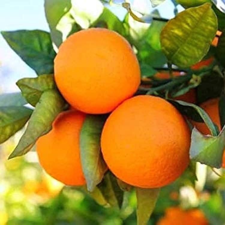 [Plants Glory] Sweet Orange Grafted & Hybrid Fruit Plant