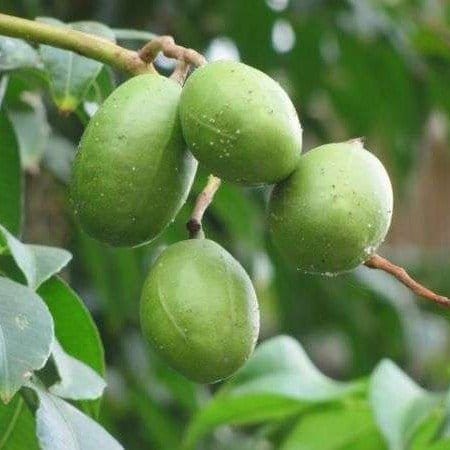 [Plants Glory] Hog Plum Amra Grafted & Hybrid Fruit Plant