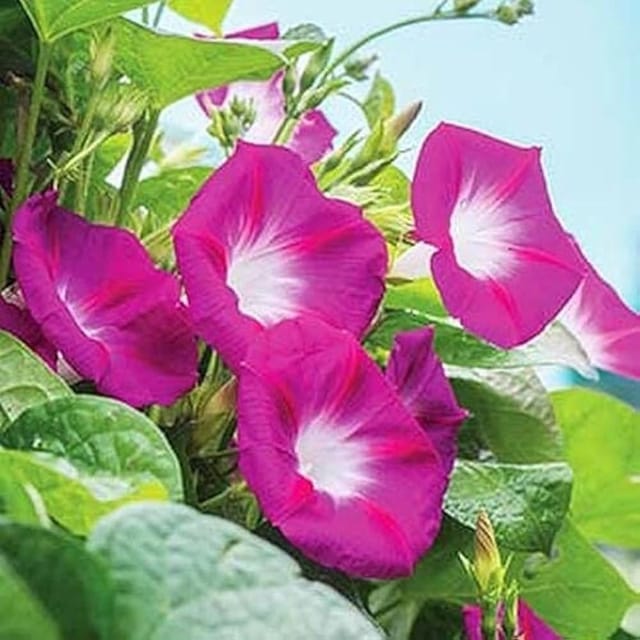 [Plants Glory] Morning Golory Flower Plant Red