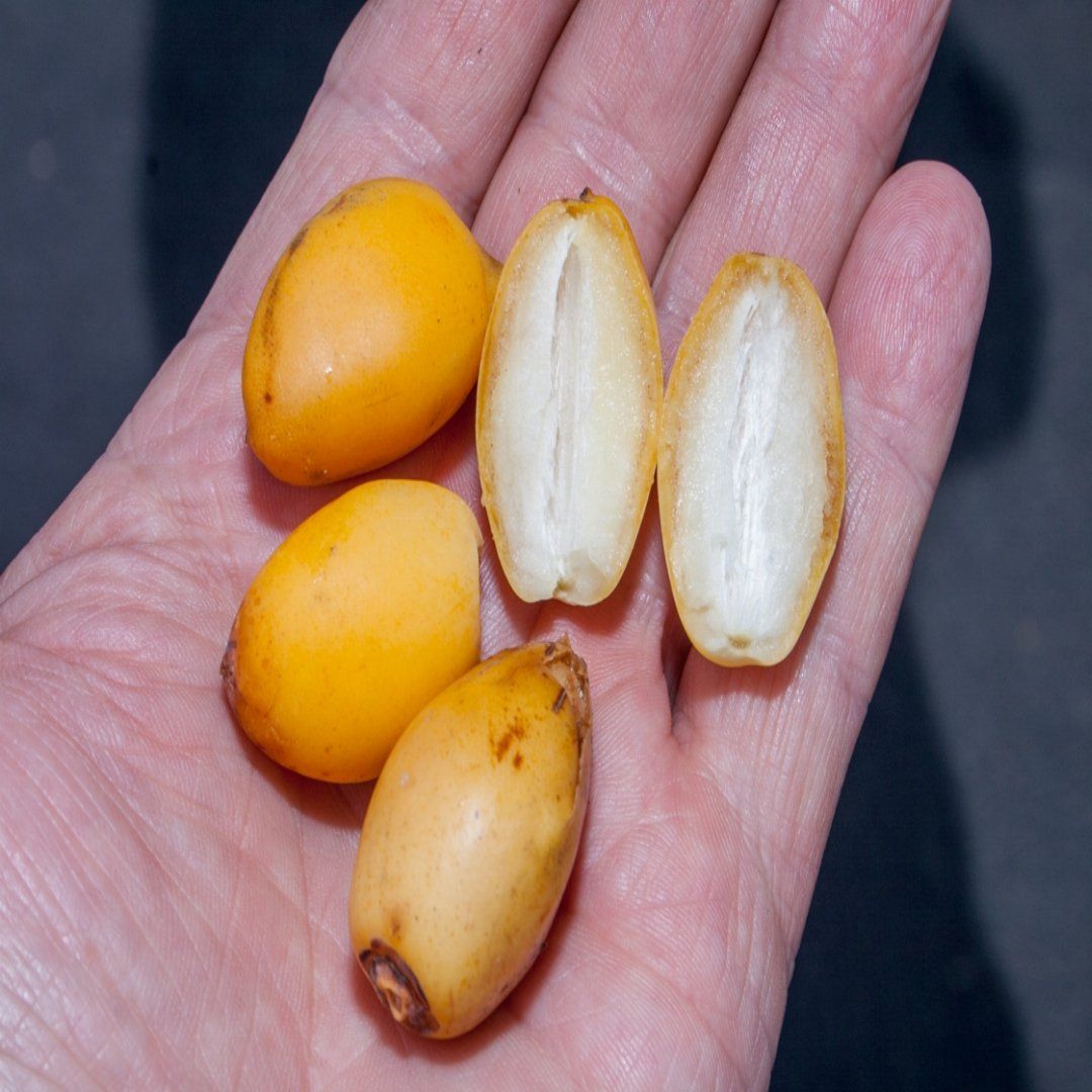 [Plants Glory] Zahidi Variety Date Plum | Live Plant