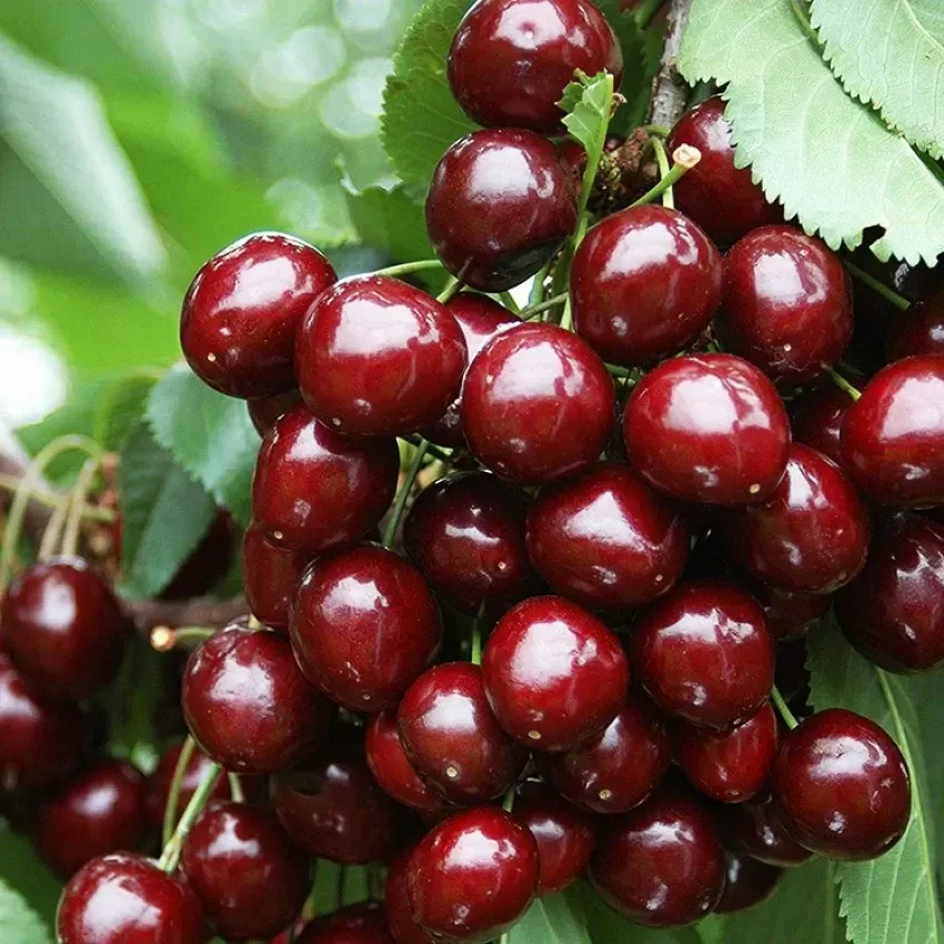[Plants Glory] Malyan Cherry Grafted & Hybrid Fruit Plant