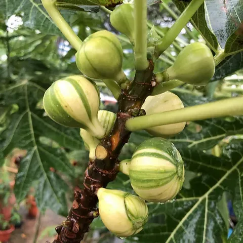 [Plants Glory] Verigated Fig Hybrid Fruit Plant