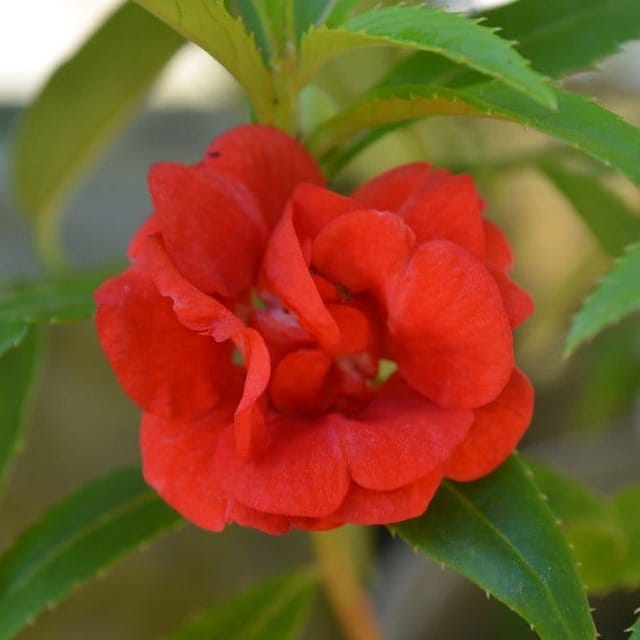 [Plants Glory] Impatiens Balsamina Dopati Red