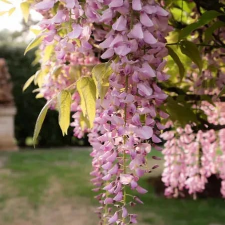 [Plants Glory] Pink Wisteria Rare Fragrant Flower Live Plant