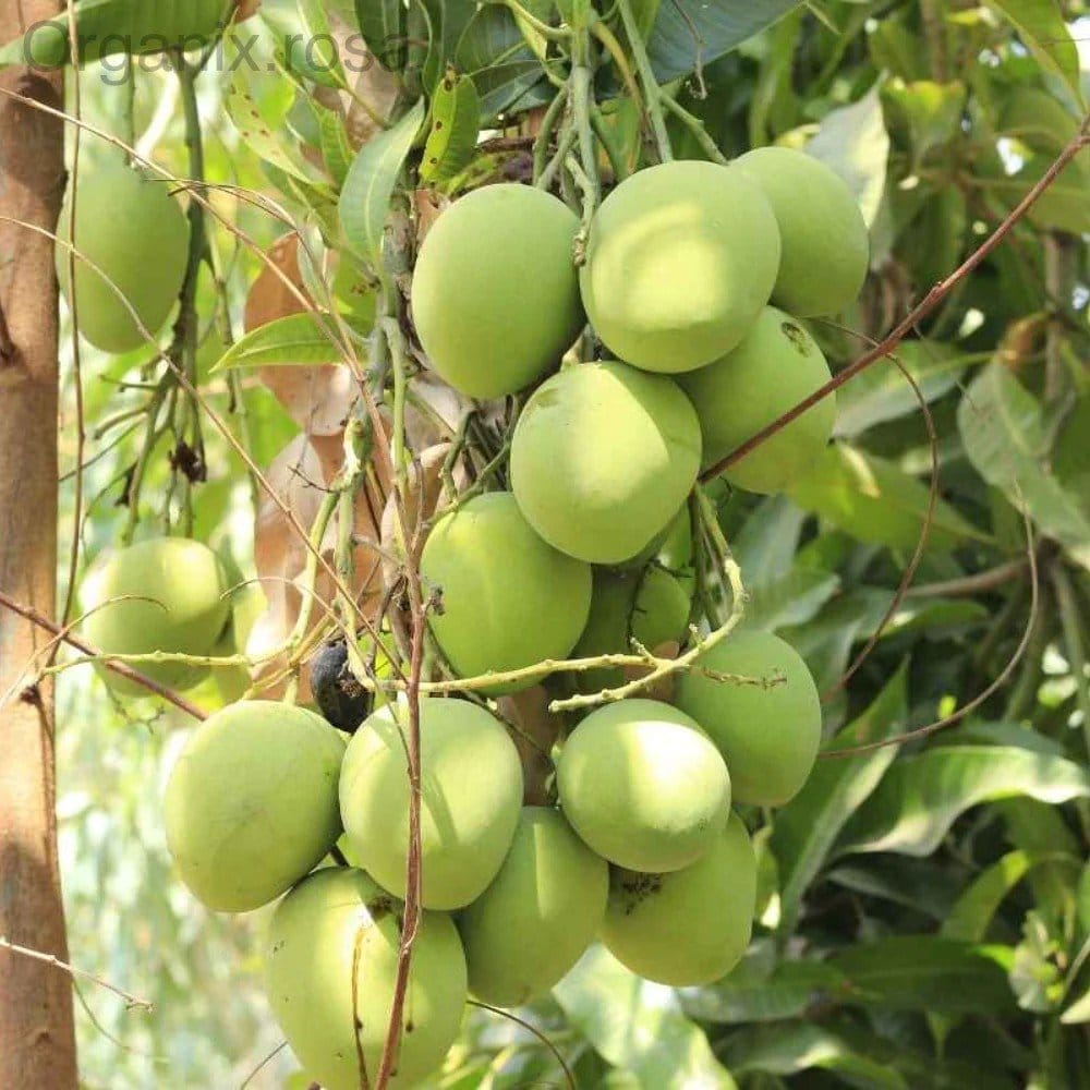 [Plants Glory] Langra Mango Grafted & Hybrid Fruit Plant