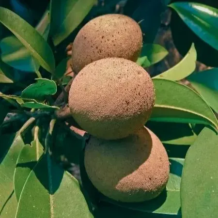 [Plants Glory] Kalapati Chikoo Grafted Fruit Plant