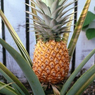 [Plants Glory] Thai Variety Pineapple Fruit Plant Yellow