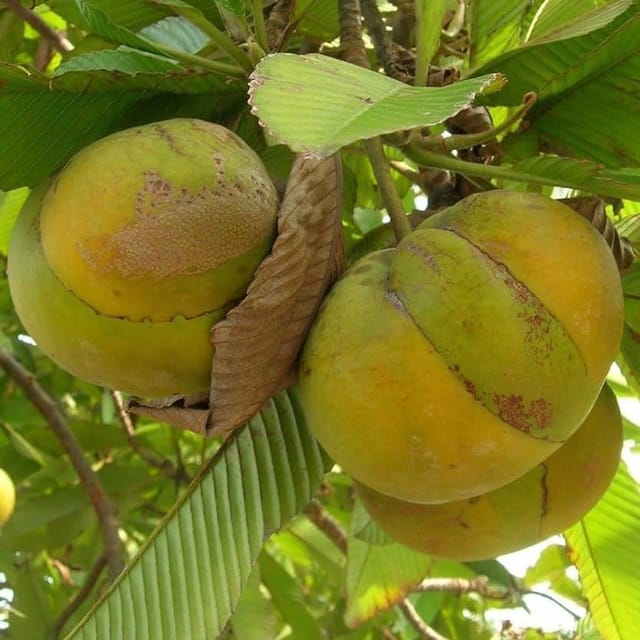 [Plants Glory] Alltime Elephant Apple Chalta Hybrid Fruit Plant