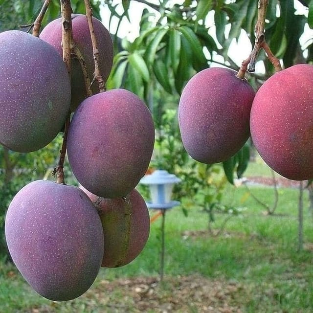 [Plants Glory] American Red Palmer Mango | Grafted Fruit Plant