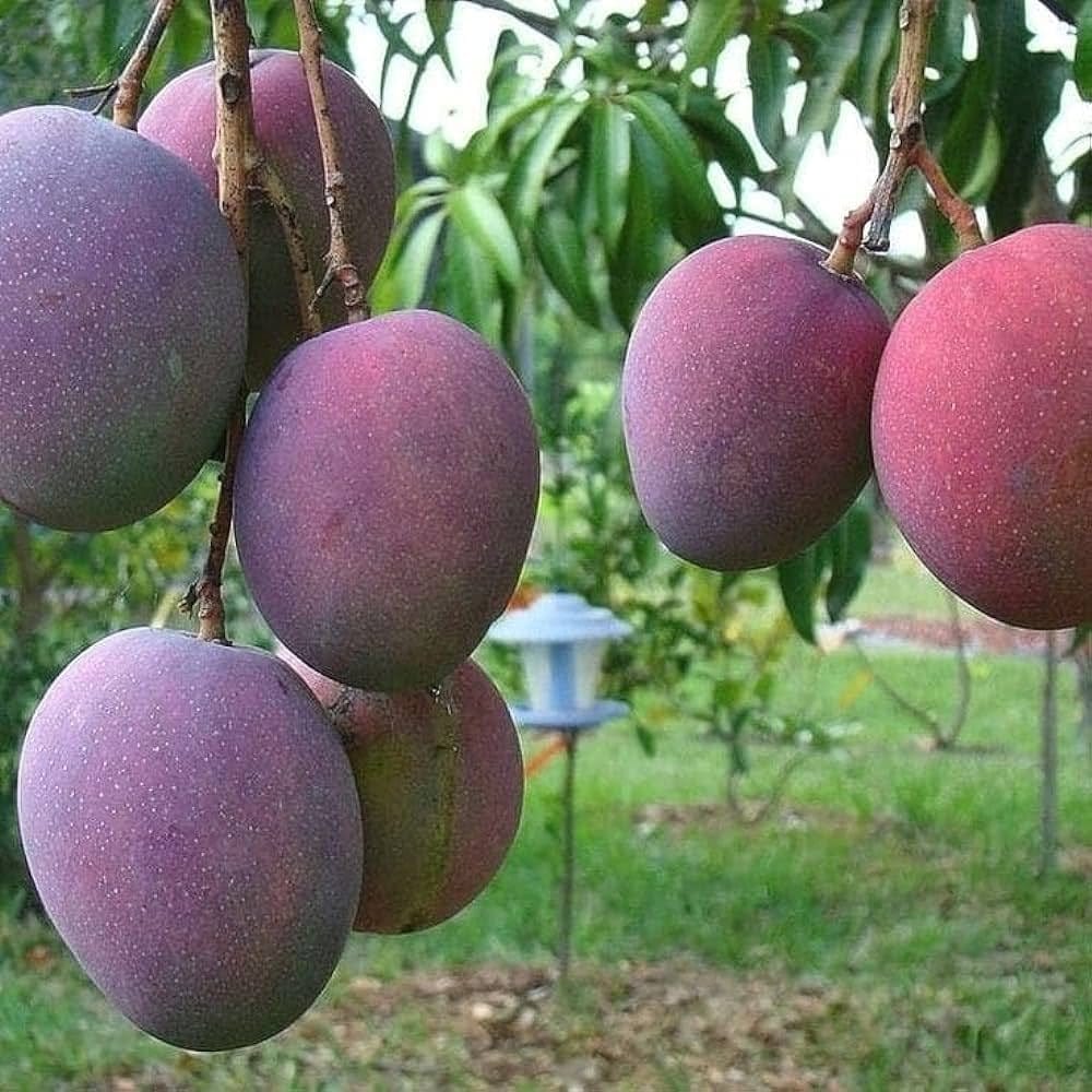[Plants Glory] American Red Palmer Mango | Grafted Fruit Plant