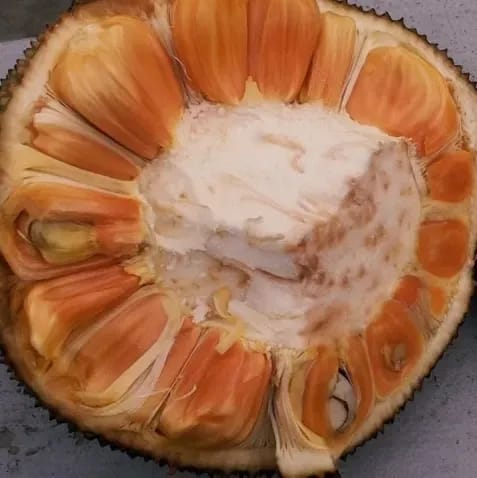 [Plants Glory] Gumless Red Jackfruit Grafted & Hybrid Fruit Plant
