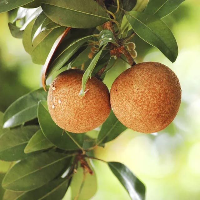[Plants Glory] California Chikoo Grafted & Hybrid Fruit Plant