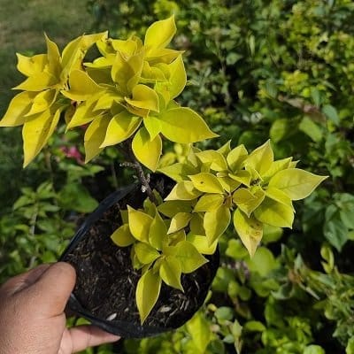 [Plants Glory] Poetey Bougainvellia Flower Plant