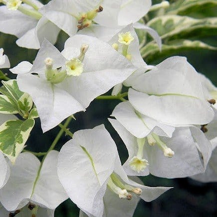 [Plants Glory] Verigated King Bougainvellia Flower Plant White