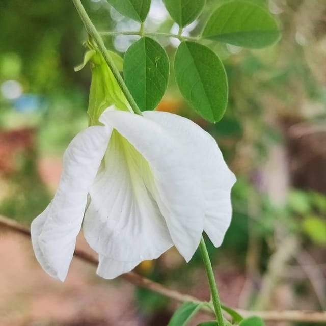 [Plants Glory] Aparajita Double Petal Flower Plant White