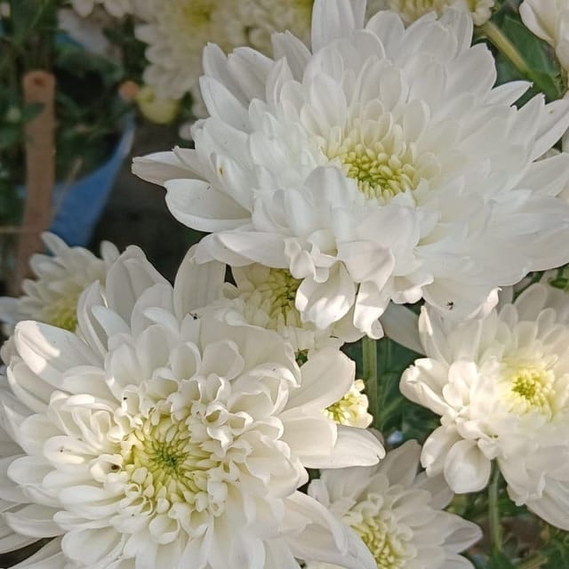 [Plants Glory] Chrysanthemum Chandramallika Flower Plant White